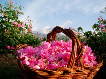 Festivalul de Rose din Bulgaria cum se ajunge, hoteluri