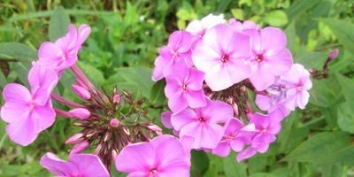 Phlox - soiuri, plantare, cultivare, îngrijire și reproducere