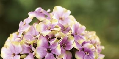 Phlox - soiuri, plantare, cultivare, îngrijire și reproducere