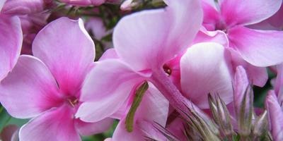 Phlox - soiuri, plantare, cultivare, îngrijire și reproducere