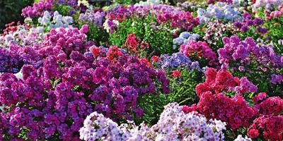 Phlox - soiuri, plantare, cultivare, îngrijire și reproducere