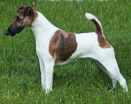 Descrierea rasei Fox Terrier, caracteristica, stratul blond și tipurile grosiere, îngrijirea și conținutul