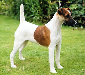 Descrierea rasei Fox Terrier, caracteristica, stratul blond și tipurile grosiere, îngrijirea și conținutul