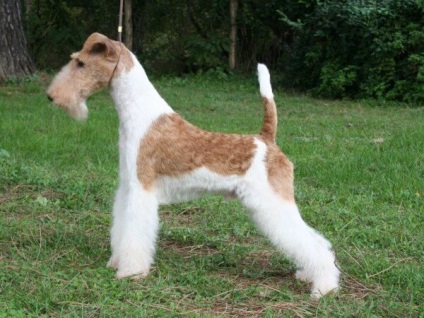 Descrierea rasei Fox Terrier, caracteristica, stratul blond și tipurile grosiere, îngrijirea și conținutul