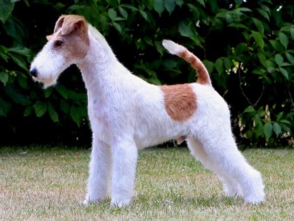 Descrierea rasei Fox Terrier, caracteristica, stratul blond și tipurile grosiere, îngrijirea și conținutul