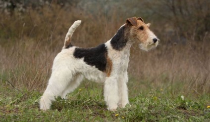 Descrierea rasei Fox Terrier, caracteristica, stratul blond și tipurile grosiere, îngrijirea și conținutul