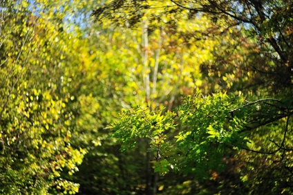 Fotojurnal el, monocole, Vyatcheslav zitev-helios 44m-7 pe nikon prin adaptor fara lentile