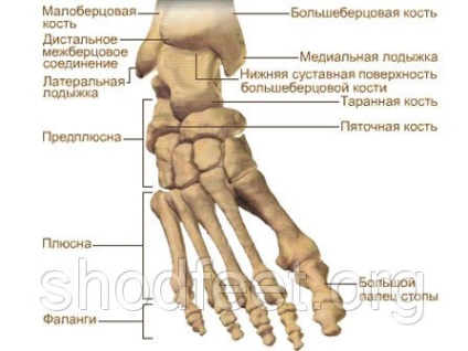 Funcțiile piciorului