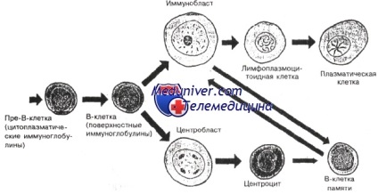 Dezvoltarea hematologică a limfocitelor în ganglionii limfatici și splina