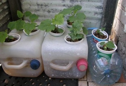 Hydroponics cu mâinile tale pentru castraveți și roșii