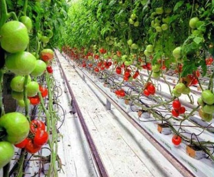 Hydroponics saját kezét uborka és paradicsom