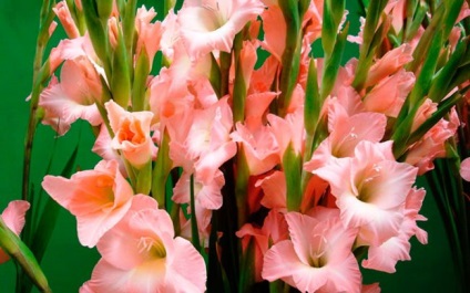 Gladiolus üvegházban termesztés és tenyésztés