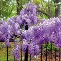 Wisteria, plantare și îngrijire, în grădină și în grădină