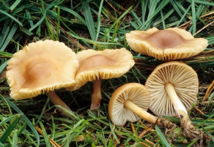 Descrierea mămăligii (honey agaric), specie, unde cresc, când să colecteze, fotografie