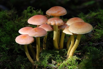 Descrierea mămăligii (honey agaric), specie, unde cresc, când să colecteze, fotografie