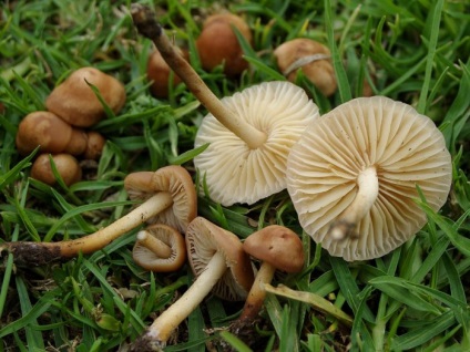 Descrierea mămăligii (honey agaric), specie, unde cresc, când să colecteze, fotografie