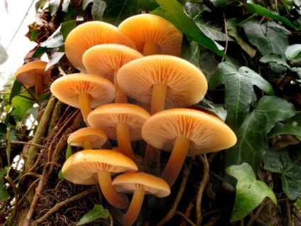 Descrierea mămăligii (honey agaric), specie, unde cresc, când să colecteze, fotografie