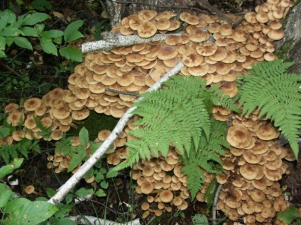 Descrierea mămăligii (honey agaric), specie, unde cresc, când să colecteze, fotografie