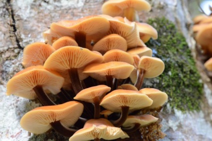 Descrierea mămăligii (honey agaric), specie, unde cresc, când să colecteze, fotografie