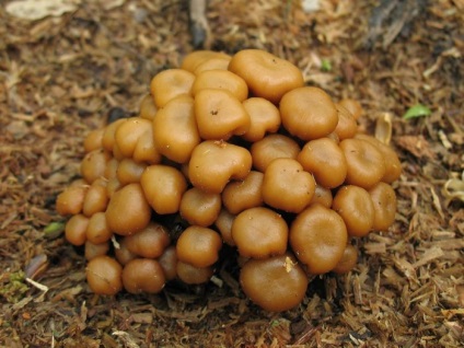 Descrierea mămăligii (honey agaric), specie, unde cresc, când să colecteze, fotografie