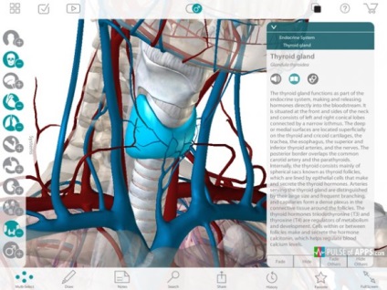 Atlasul anatomiei umane 7 Pași pentru înțelegerea anatomiei