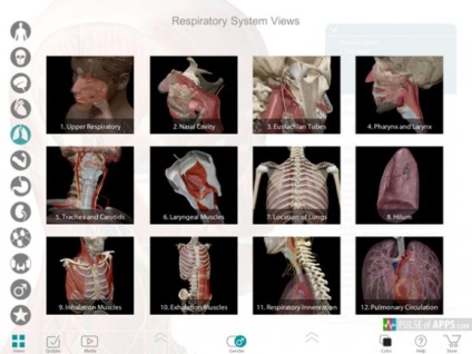 Atlasul anatomiei umane 7 Pași pentru înțelegerea anatomiei
