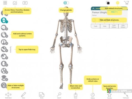 Atlasul anatomiei umane 7 Pași pentru înțelegerea anatomiei