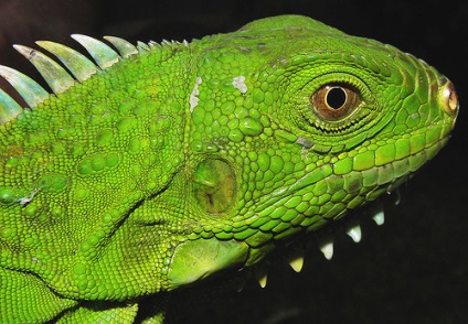Iguana și fapte uluitoare
