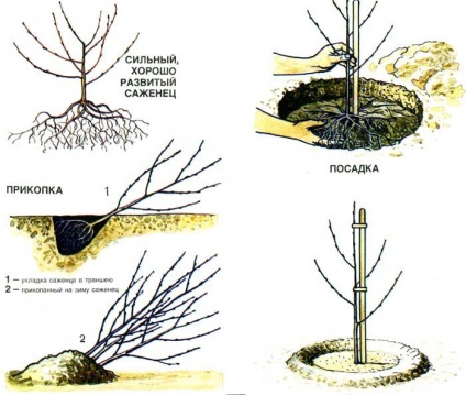 Instrucțiuni pentru plantarea cireșelor în toamnă cu o fotografie