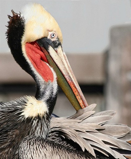 Interesante fapte din viata pelicani