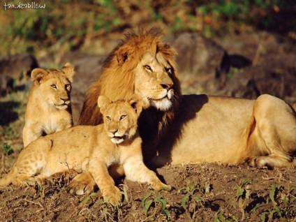 Interesant despre secretele leilor de prădători formidabili
