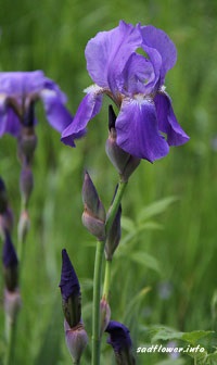 Iris flori perene