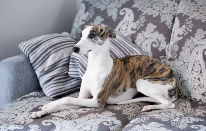 Poveste de dragoste, Catelusul Whippet