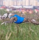 Poveste de dragoste, Catelusul Whippet