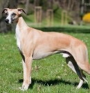 Poveste de dragoste, Catelusul Whippet