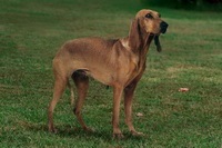 Italianul Hound 1