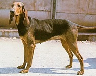 Italianul Hound 1