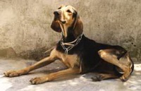 Italianul Hound 1