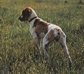 Italianul Hound 1