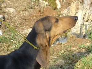 Câine italian, rase de câini, animale și rase