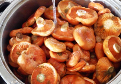 Cum să Blanch Fungi pentru înghețarea pentru iarnă