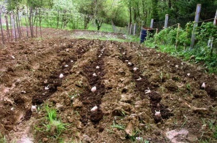 Cât de des ar trebui să plantați cartofii care se distanțează între rânduri și arbuști