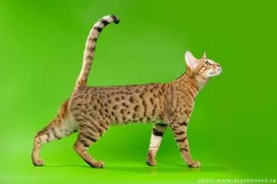 Care sunt cele mai rare rase de pisici de pe planetă
