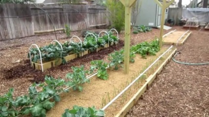 Cum să folosiți rumegușul în grădină și în grădina de legume