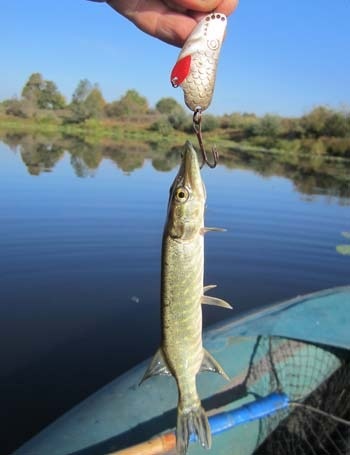 Cum sa pescuiesti atunci cand presiunea scade - dar nici un fel! Predator bug în vreme schimbătoare