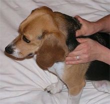 Cum a ajutat masajul câinele