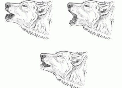 Cum să desenezi un lup în etape cu un creion pentru începători, ls