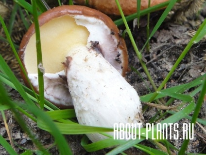 Hogyan lehet megkülönböztetni tinóru gombák a hamis olaj