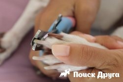 Как да се намали кучешки нокти у дома, ако не дойде и да хапе