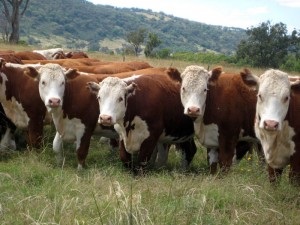 Cum să hrăniți bine bovinele, portalul agriculturii din Rusia și din lume